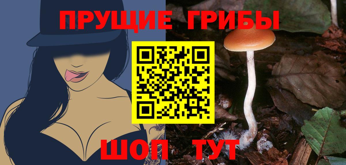 Галлюциногенные грибы Psilocybine cubensis Гатчина